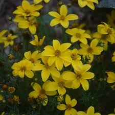 Image result for Bidens grantii