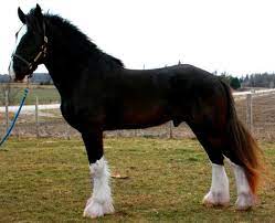 Black Shire Stallion Big Horses Beautiful Horses Shire Horse