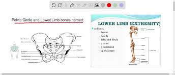 Lower limb and pelvic girdle (9). Solved Name Any Four Structures Of The Pelvis Tha