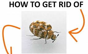 Are carpet beetles invading your home and causing damage? How To Get Rid Of Carpet Beetles Naturally And Fast Bugwiz Carpet Beetles Entomology How To Get Rid Of Carpet Beetle Carpet Beetle Eggs How To Get Rid Beetle