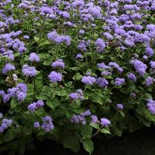 When growing transplants, sow seeds indoors 6 to 8 week before planting day. High Tide Blue Ageratum