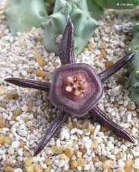 Image result for Duvalia polita