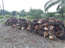Harga kelapa sawit per kg hari ini di indonesia termasuk cukup baik dari semester pertama tahun ini. Harga Sawit Di Mukomuko Bertahan Tinggi Bengkulu Ekspress Mukomuko