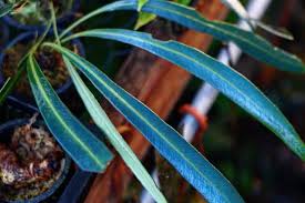 Image result for Elaphoglossum