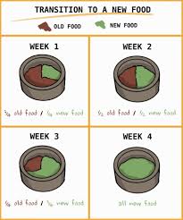 How to care for them also depends on their age: A Healthy Diet For Young Rabbits