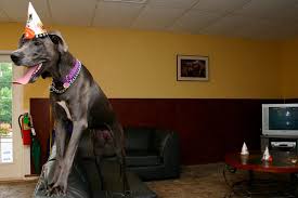 Check spelling or type a new query. Welcome To Happy Tails Inn Nj Kennel Hackettstown Independence