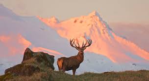 Your experienced guides are devoted hunters, fishermen and thrive on sharing adventures with new people and creating life long memories while doing what you both love. Hunting Wildside Hunting Safaris