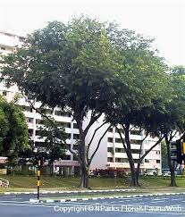 Image result for Pterocarpus