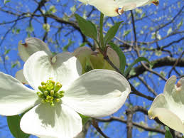 It is a full year of beauty. Bluten Hartriegel Wikipedia