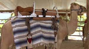 Bactrian camels have also been described as less aggressive than dromedaries. Saddling A Camel Youtube
