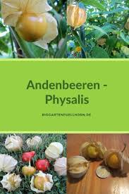 Der Anbau Von Andenbeeren Biogarten Fullhorn Physalis Pflanzen Physalis Garten