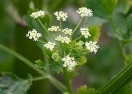 Image result for Apium graveolens