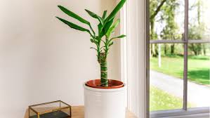 This cactus looks like it has just caught fresh fallen snow. Corn Plant Dracaena Care Growing Guide