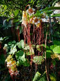 Image result for Strophanthus