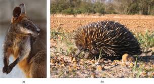 Endemic species are species that inhabit specific regions, and exist nowhere else in the world. Biogeography And Species Distribution Biology For Majors Ii