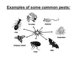 Examples of cultural practices that encourage natural enemies and discourage pest persistence include intercropping (multiple crops in the same field) to make it more difficult for pests to find a host plant, planting trap crops which attract pests away from harvest crops and which can later be treated with select application of pesticides, and. Pests Pesticides What Is A Pest Pests Are Organisms That May Contribute To Loss Pests That Ppt Download