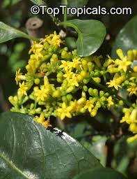 Image result for Psychotria peduncularis