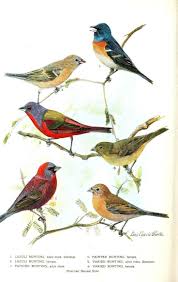 Birds Native To Oklahoma Buntings Of These Only The Middle Row The Painted Bunting Are Found In Oklahoma Bird Prints Bird Illustration Vintage Birds
