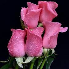 🌹🌹attractive_ whatsapp dppurple colour _flowers🌹🌹flower| 🌹🌹whatsapp dpred colour flowers _whatsapp dpred rose 🌹 _whatsapp dp🌹🌹 Nice Flowers Dp Image Mirchistatus