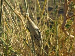 Image result for Orthanthera