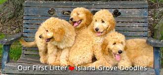 Maybe you would like to learn more about one of these? Goldendoodle And Bernedoodle Puppies In Illinois By Island Grove Doodles
