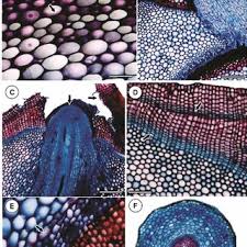 Image result for Rhodopentas bussei