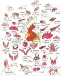 Chicken Comb Chart Really Slick Chicken Anatomy Chicken