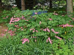 Depends on where you live grown in gardens on both sides of the atlantic for generations, bleeding hearts, or lady in the bath as they are know across the pond, are the epitome of grace. Bleeding Heart Dicentra Spectabilis Wisconsin Horticulture