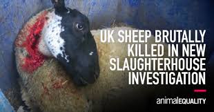 Entire lambs were also slaughtered 16 days ahead of the castrated lambs and produced leaner carcasses. Investigation Sheep Brutally Killed In Uk Slaughterhouse Animal Equality International Animal Protection Organization