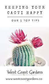 Whether you already have cactus plants in your home or you're thinking about picking up a few from your local greenhouse, these are the things you need to learn about how to care for a. Our Top 5 Tips For Caring For Your Cacti And Keeping Them Happy Cacti Cactus Plants Plantcare Www Wes Unique Cactus Plants Small Cactus Plants Cactus Care