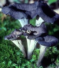 Image result for Craterellus fallax