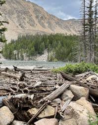 Image result for Harungana montana