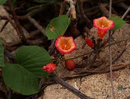 Image result for Stictocardia