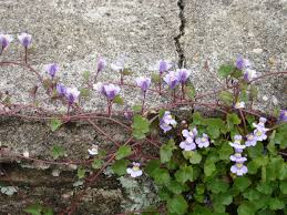 Check spelling or type a new query. Pin By Helentrendell On 4th Y Sketch Ref Pixtex Flower Wall Garden Plants Plants