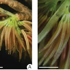 Image result for Sebaea longicaulis