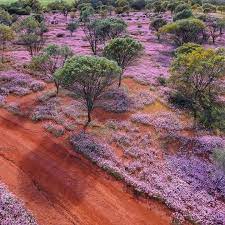 I M So Glad I Live In Western Australia Australian Wildflowers Flowers Australia Australian Native Plants