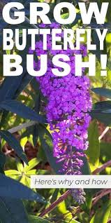 When a plant dies back, the tips of the leaves or roots begin to die, slowly leading to a reverse death that ends in the death of the whole plant. Grow Butterfly Bush Here S Why And How The Garden Glove Butterfly Bush Grow Butterflies Garden Shrubs