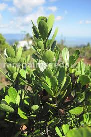 Image result for Putterlickia verrucosa