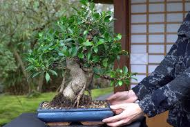 Image result for Ficus barteri