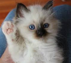 Birman Kittens For Sale Near Me I Wantttt Cats And Kittens Birman Kittens For Sale