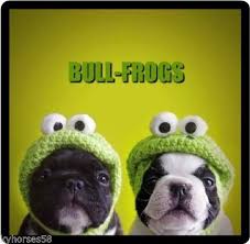 Funny Dog Humor French Bull Frogs Refrigerator Magnet Ebay Funny Dog Memes Happy Birthday Dog Funny Dogs