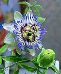 Pin By Cecilia On Flowers Beautiful Flowers Passion Flower Flowers