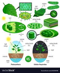 Biological Photosynthesis Infographic Elements With Light Energy Conversion Calvin Cycle Scheme Plants Cell In 2020 Photosynthesis Biology Plants Website Banner Design