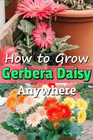 How To Grow Gerbera Daisy Anywhere Gerbera Daisy Gerbera Gerbera Daisy Care