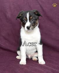 Our australian shepherd puppies for sale come from either usda licensed commercial breeders or hobby breeders with no more than 5 breeding mothers. Acer Australian Shepherd Mix Puppy For Sale In Fresno Oh Happy Valentines Day Happyvalentinesday2016i