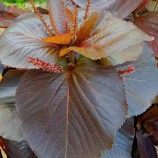 Image result for Acalypha pubiflora