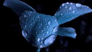Spectacular beautiful iris flower with buds and water drops on white background. Droplets Of Water Flowers Water Drops Macro Blue Flowers Hd Wallpaper Wallpaper Flare