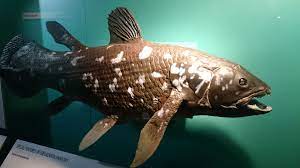 Meet Coelacanth A Living Fish Thought To Be Extinct Animals Deep Sea Creatures Four Legged