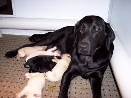 However, puppies are basically babies. Thunder Labradors