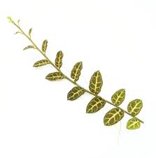 Image result for Solanum sp. B